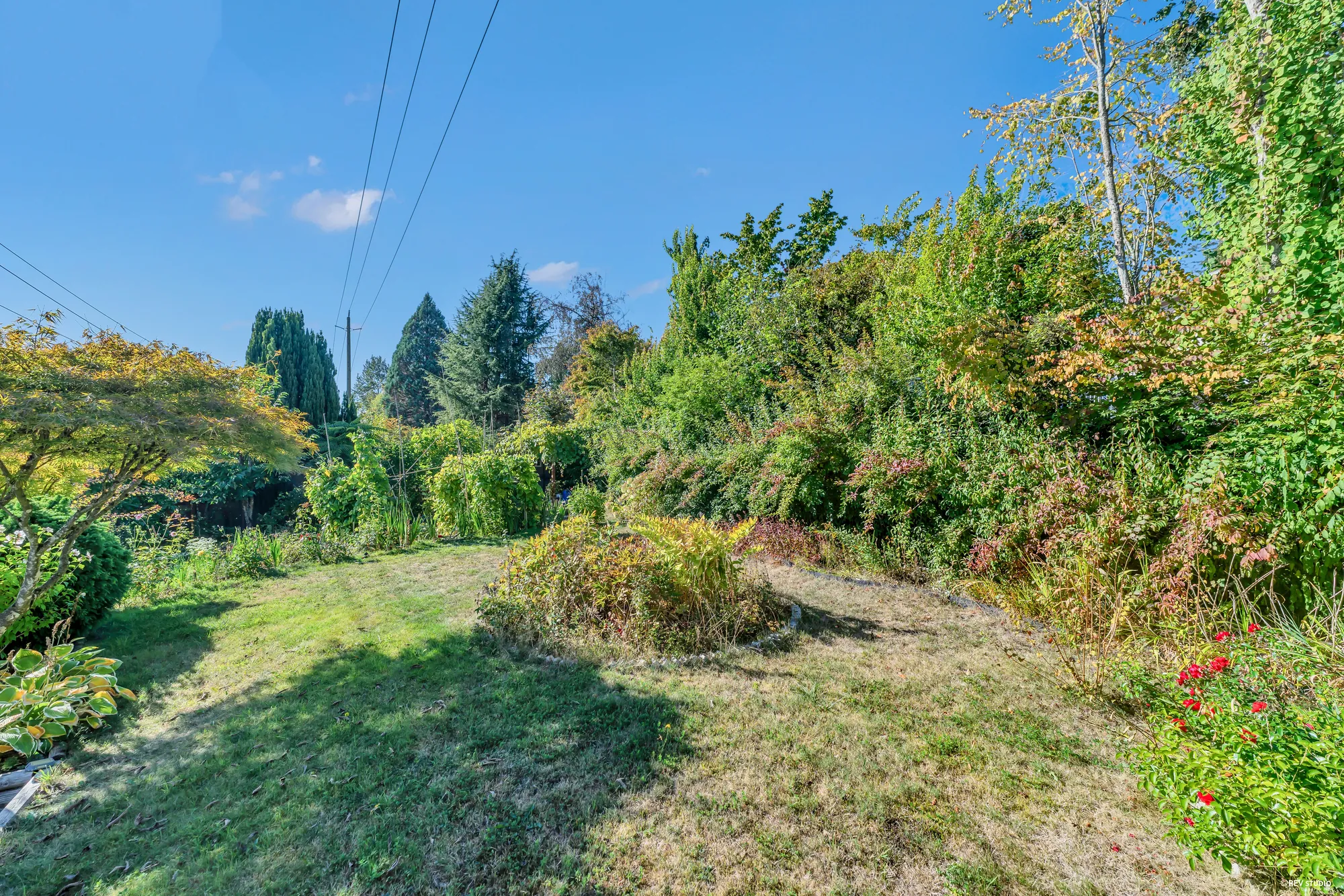 The garden: a wide lawn sloping up from the house, long grass, trees and shrubs along the edge